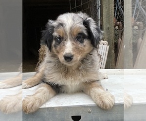 Australian Shepherd Puppy for Sale in POST FALLS, Idaho USA