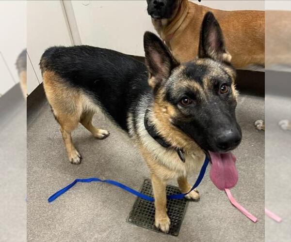 Medium Photo #1 German Shepherd Dog-Unknown Mix Puppy For Sale in HESPERIA, CA, USA