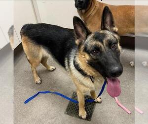 German Shepherd Dog-Unknown Mix Dogs for adoption in HESPERIA, CA, USA