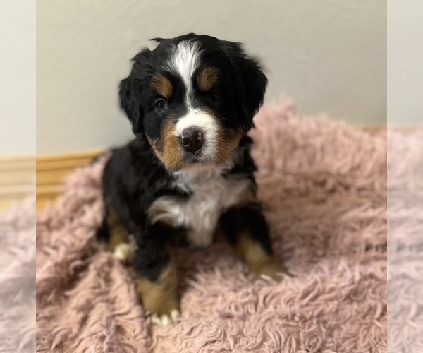 Medium Photo #1 Bernese Mountain Dog Puppy For Sale in COLORADO SPRINGS, CO, USA