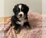 Small Photo #1 Bernese Mountain Dog Puppy For Sale in COLORADO SPRINGS, CO, USA