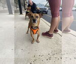 Small #4 Jack Russell Terrier Mix