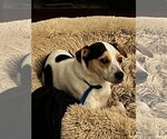 Small #1 Parson Russell Terrier