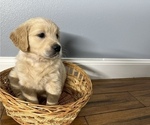 Small Photo #3 Golden Retriever Puppy For Sale in BENNINGTON, NE, USA