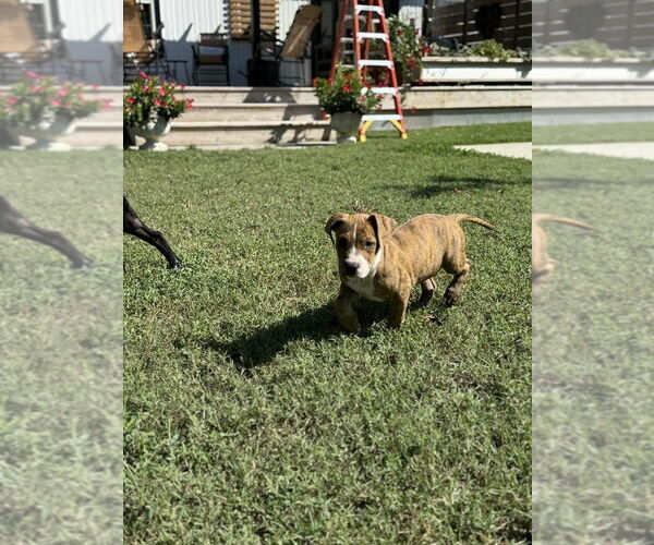 Medium Photo #3 American Pit Bull Terrier-American Staffordshire Terrier Mix Puppy For Sale in Wenonah, NJ, USA