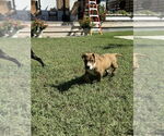 Small #2 American Pit Bull Terrier-American Staffordshire Terrier Mix