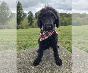 Poodle (Standard) Puppy for sale in WILLIAMSTOWN, KY, USA
