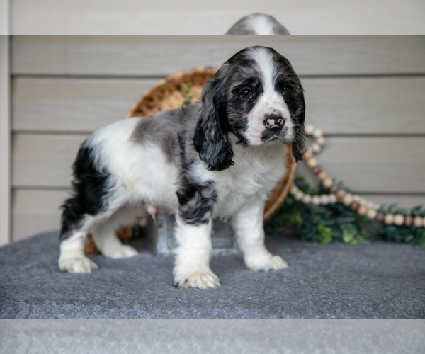 Medium Photo #5 Cocker Spaniel Puppy For Sale in SEAMAN, OH, USA