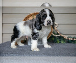 Small #4 Cocker Spaniel