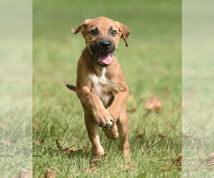 Lavender - Female Australian Shepherd-Beagle Mix Dog for Adoption - Photo #10