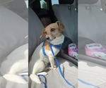 Small #2 Mutt
