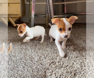 Jack Chi Puppy for sale in HOUSTON, TX, USA