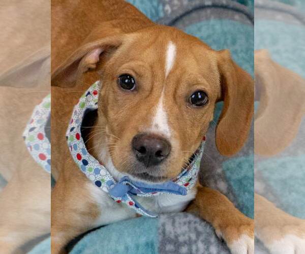 Medium Photo #1 Beagle-Unknown Mix Puppy For Sale in Kennesaw, GA, USA