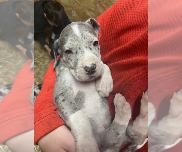 Medium Photo #1 Great Dane Puppy For Sale in PATON, IA, USA