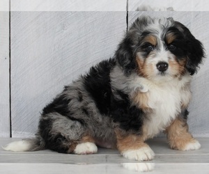 Miniature Bernedoodle Puppy for sale in FREDERICKSBURG, OH, USA