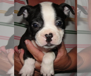 Boston Terrier Puppy for sale in CRKD RVR RNCH, OR, USA