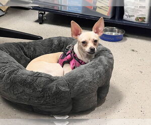 Chihuahua-Unknown Mix Dogs for adoption in Mundelein, IL, USA