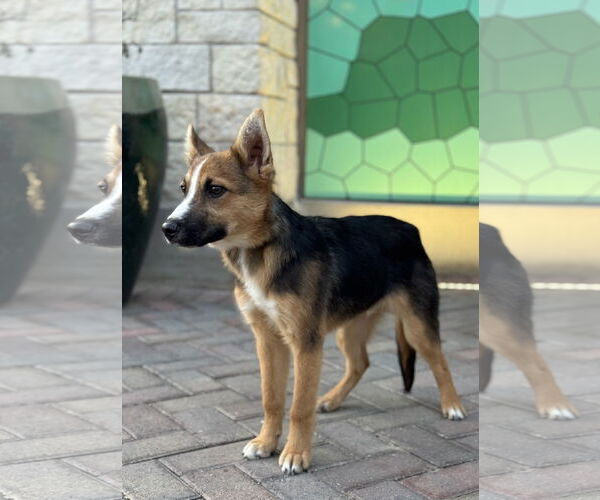 Medium Photo #15 Australian Shepherd-German Shepherd Dog Mix Puppy For Sale in PIPE CREEK, TX, USA