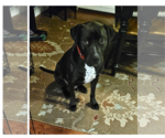 Small #3 Labrador Retriever-Staffordshire Bull Terrier Mix
