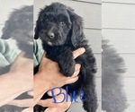 Small Photo #39 Bernedoodle Puppy For Sale in WALNUT GROVE, MO, USA