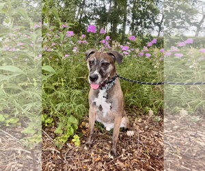 Bullmastiff-Unknown Mix Dogs for adoption in Williamsburg, IA, USA