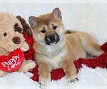 Puppy Marcy Shiba Inu