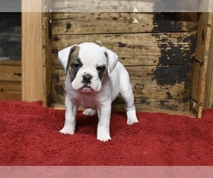 Boxer-English Bulldog Mix Puppy for sale in FREDERICKSBURG, OH, USA