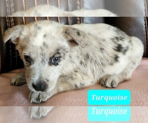 Australian Cattle Dog-Texas Heeler Mix Puppy for sale in RUSSELLVILLE, KY, USA