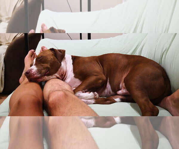 Medium Photo #3 Boxer-Unknown Mix Puppy For Sale in Sanford, FL, USA