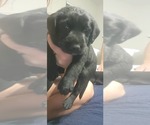 Small Photo #7 Labrador Retriever Puppy For Sale in LEXINGTON, NC, USA