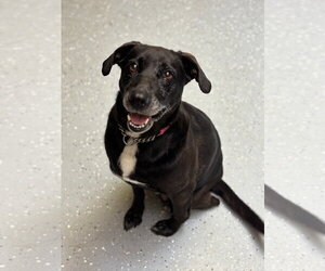 Labrador Retriever-Unknown Mix Dogs for adoption in Williamsburg, IA, USA