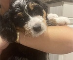 Puppy Puppy 2 Bernedoodle (Miniature)-Bernese Mountain Dog Mix