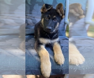 German Shepherd Dog Puppy for sale in CLEVELAND, TN, USA