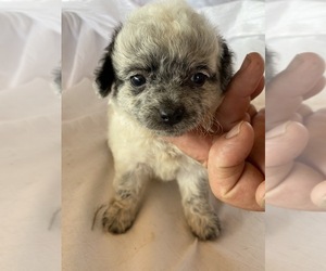 Maltipoo Puppy for sale in CAVE CITY, KY, USA