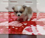 Small #3 Pomeranian