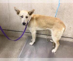 Siberian Husky-Unknown Mix Dogs for adoption in Riverside, CA, USA