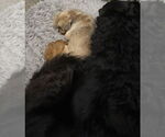 Small #3 Lhasa Apso Mix