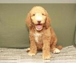 Small Photo #2 Labradoodle Puppy For Sale in SHAWNEE, OK, USA