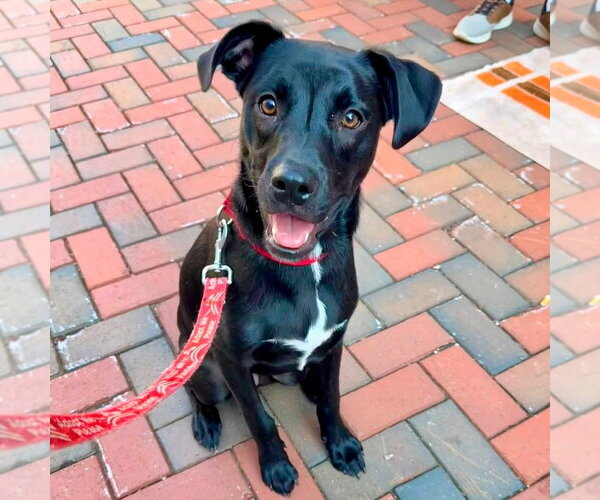 Medium Photo #32 Labrador Retriever-Unknown Mix Puppy For Sale in Canton, CT, USA