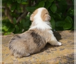 Small Photo #12 Pembroke Welsh Corgi Puppy For Sale in LUTHER, OK, USA