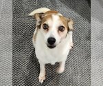 Small Photo #1 Dachshund Puppy For Sale in Weston, FL, USA