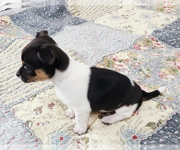 Medium Photo #5 Chihuahua Puppy For Sale in RUSTBURG, VA, USA