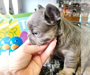 French Bulldog Puppy for sale in BOSTON, KY, USA