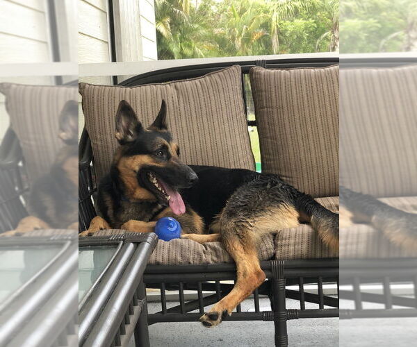 Medium Photo #7 German Shepherd Dog Puppy For Sale in West Palm Beach, FL, USA