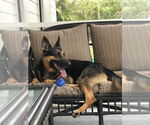 Small #6 German Shepherd Dog