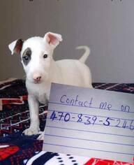 Bull Terrier Puppy for sale in TEMPE, AZ, USA