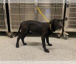 Small Photo #1 Labrador Retriever Puppy For Sale in Houston, TX, USA