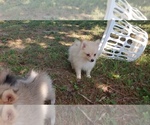 Small Photo #16 Pomeranian Puppy For Sale in DINWIDDIE, VA, USA