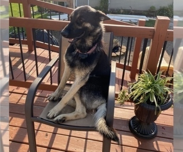 Medium Photo #1 German Shepherd Dog Puppy For Sale in MONTGOMERY, IN, USA