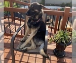 Small Photo #1 German Shepherd Dog Puppy For Sale in MONTGOMERY, IN, USA
